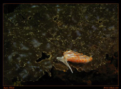 Opalescent Nudibranch looking for a meal.  Taken in Victo... by Stephen Holinski 